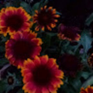 Meet your Posher, Monica